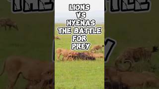 Lions vs Hyenas The Battle for Prey [upl. by Garda]