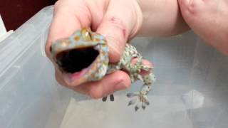 Tokay Gecko Bite [upl. by Kirenoj]