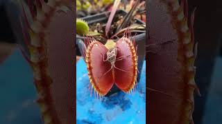 venus fly traps  venus flytrap prey Western conifer seed bugs Ghazian Eye Naturalist [upl. by Teteak]