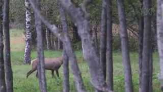 Hiiumaa punahirved jooksuajal Cervus elaphus [upl. by Hartfield]