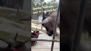 Bloated Goat Gets Berated by a Toddler [upl. by Hannover]