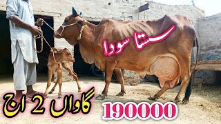 Top Milky Cholistani Frizan Cross Cow 🐄 For Sale In Punjab Today On July 29 2024 [upl. by Nemzaj752]