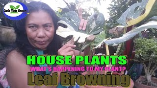 HOUSE PLANT PROBLEMS What Causes Brown Leaf Edges [upl. by Kaine]