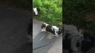 fyndar i gräset båda vovvarna idag på promenad bichon havanais bichonhavanais dogs hund [upl. by Hortensia787]