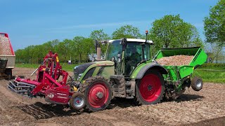 Aardappels poten  Planting potatoes  NEW  Fendt 516 Vario  Hassia  Tulip  Kartoffeln pflanzen [upl. by Milon]