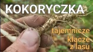 Kokoryczka warzywo Chińczyków sprzyjające cukrzykom [upl. by Roumell405]