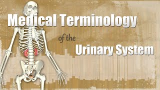 Medical Terminology of the Urinary System [upl. by Ydde]