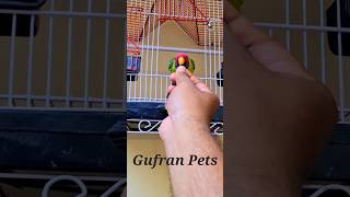 Plum headed parakeet trendingshorts parrots birdslover viralshorts petslover Gufranpets [upl. by Winnick721]