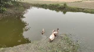 Ducks Swimming in the Pond [upl. by Ayna]