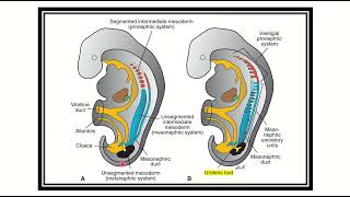 Embryological development of ureter MRCS question solve CRACK MRCS [upl. by Cynth925]