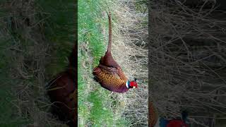 Ringnecked Pheasant Common Pheasant Phasianus colchicus  Observed in Description [upl. by Darrelle]