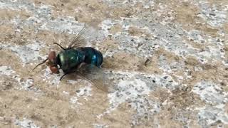 Blue bottle fly [upl. by Bertelli351]