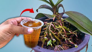 Just 1 Cup Per Week Orchid Starts New Roots And Flowers Instantly [upl. by Hjerpe]