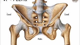 L32  Pelvis y pelvimetría  Anatomía 2  FMed UBA [upl. by Otreblig948]