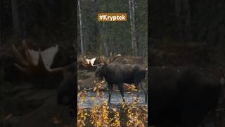 Troy and Butch call in this 70quot bull moose and getting it within bow range MooseHunting [upl. by Marlene]