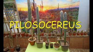 Pilosocereus Cacti 🌵🌵🌵 [upl. by Natanhoj458]