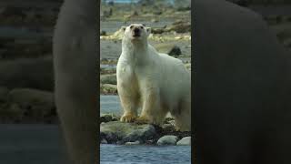 The Incredible Sounds Of Beluga Whales [upl. by Barclay627]