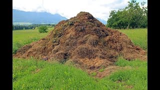 COMO CURTIR ESTERCO DE GADO MANEIRA SIMPLES [upl. by Carrissa]