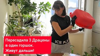 Пересадка Драцены Marginata Свой несложный грунт для домашней пальмы [upl. by Mcleroy]