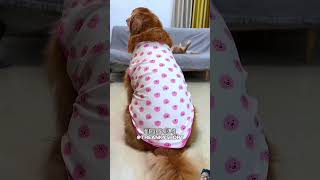 Tommy ke naya kapde dog pets cute shorts youtubeshorts shortsfeed [upl. by Moyers426]