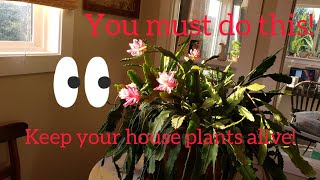 How to Leach Potted Plants [upl. by Airla365]