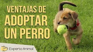 Ventajas de adoptar un perro [upl. by Orlosky]