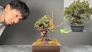 Creating a Shohin Juniper chinensis Bonsai [upl. by Indyc]