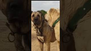 مين المسيطر هنا ؟؟؟ dogs dogs dogslover doglovers dogslovers puppy puppies doggers dogger [upl. by Mac168]