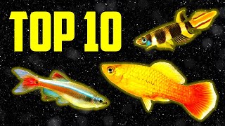 Top 10 Coldwater Fish That Dont Need a Heater [upl. by Steffy]