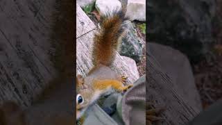 Is this a hug or a theft attempt squirrel cuteanimals squirrelvideo [upl. by Gellman]