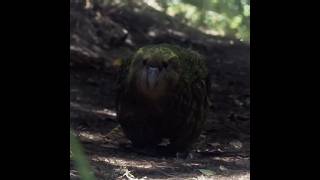 Meet the kakapo [upl. by Eiuqram]