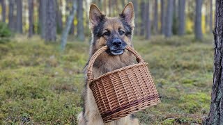 SŁYSZELIŚMY WYCIE W LESIE 😱 schowałam się Aresowi [upl. by Reiniar423]