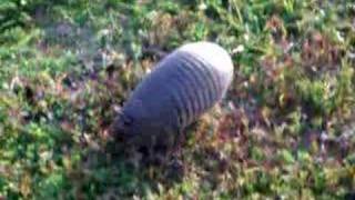 Armadillo on Caladesi Island [upl. by Odlanar]