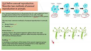 Define asexual reproduction Describe two methods of asexual reproduction in animals [upl. by Obel]