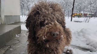 The life of a Lagotto Romagnolo in the village  The sweetest moments ❤️ lagottoromagnolo [upl. by Celestyna]