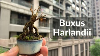 shorts  Shito Buxus Harlandii Bonsai Tree  Harland Boxwood Shito Bonsai 種植黃楊盆栽樹 [upl. by Leiva459]