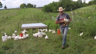 How Have the Cornish Cross Chickens Performed in a Free Range Environment  You Maybe Surprised [upl. by Raimund932]