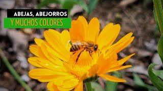 Los Angeles del sol  Abejas abejorros y abejas carpinteras [upl. by Seline560]