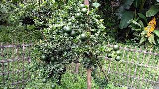 Mandarin orange china orange cultivation in Bangladesh  about bd [upl. by Anyahs640]