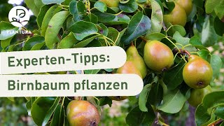 Birnbaum pflanzen So klappt’s Anleitung [upl. by Amak489]