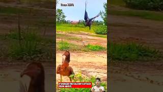 Con gà đã né được sự truy sát của con chim ưng một cách rất dễ dàng  Eagle hunting falcon animals [upl. by Necyla284]