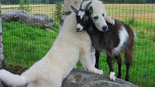 Cute Puppy Goat Compilation [upl. by Dhiren]