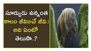 సూర్యుడు ఉన్నంతకాలం బ్రతికిఉండే జీవి  Tardigrade  Water Bear  Tardigrade species  HK Movies [upl. by Yaras]