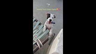 How To Give Drools Starter Food To Two Months Old Puppypitbull shorts dog viral viralvideo [upl. by Ulla]