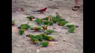 Wild lorikeets in a feeding frenzy for sunflower seed [upl. by Marve]