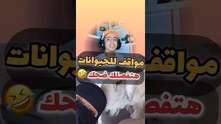 فيديوهات للحيوانات هتفصلك ضحك 😂❤️ مواقفكوميدية ضحك ميدا حيوانات [upl. by Thaddus]