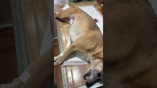 Gentamicin injections after dog surgery shortvideo spayandneuter [upl. by Suoirtemed]