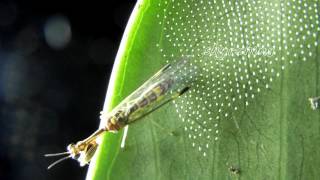 Mantisfly lay eggs 2012 5 30 [upl. by Dyraj]