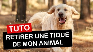 Comment retirer une tique de votre chien chat ou sur vous [upl. by Oznecniv]