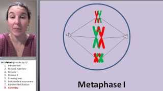 Meiosis 8 Animation review [upl. by Hogan]